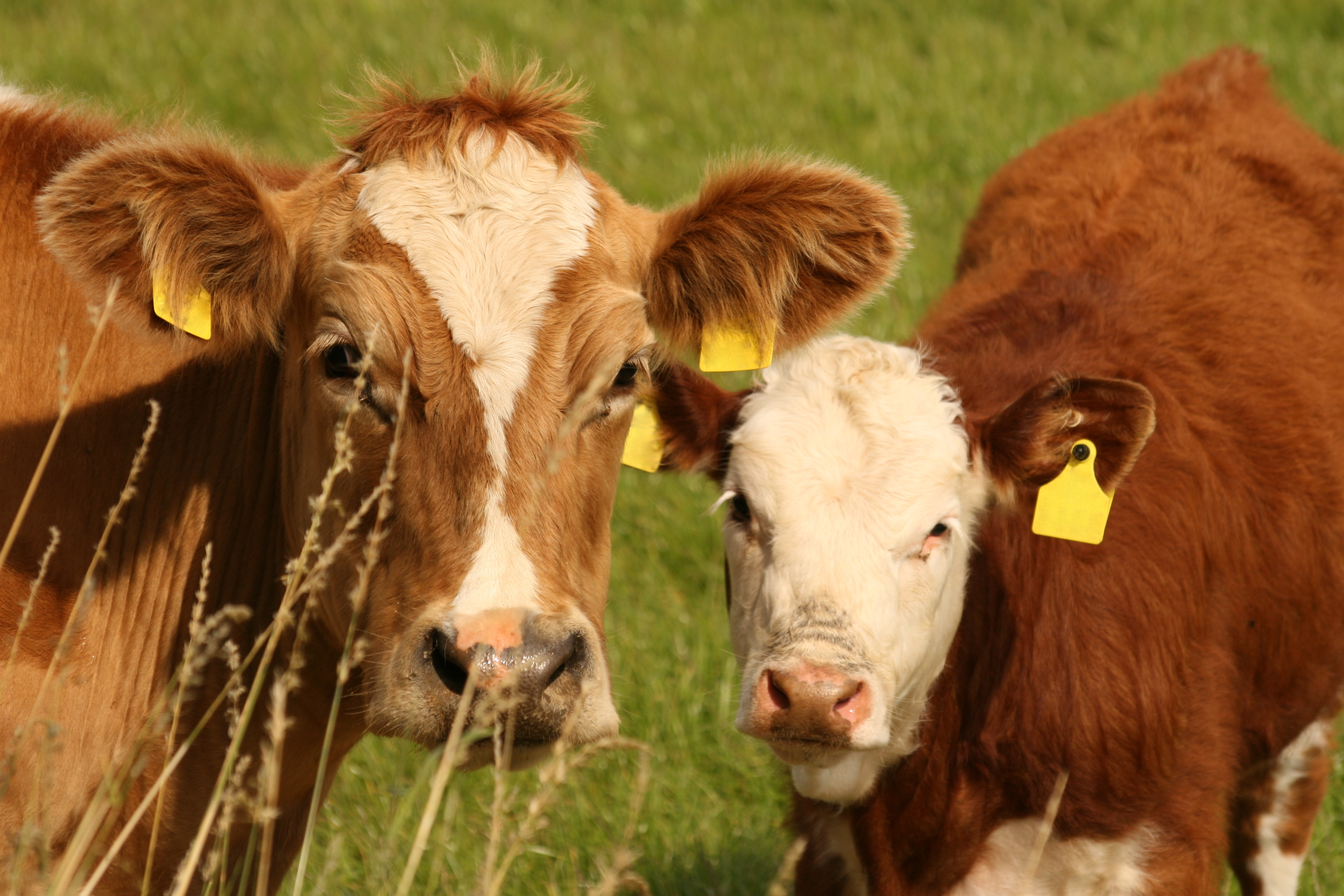 It’s Still Not The Cow, It’s The How